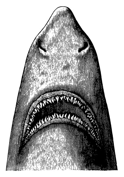 鲨鱼|古董动物插图图片下载