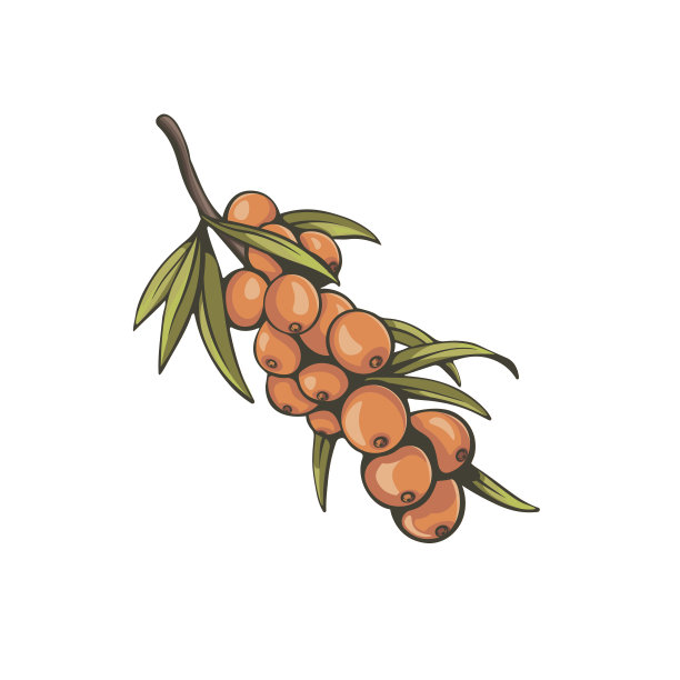 沙棘复古设计。图片下载