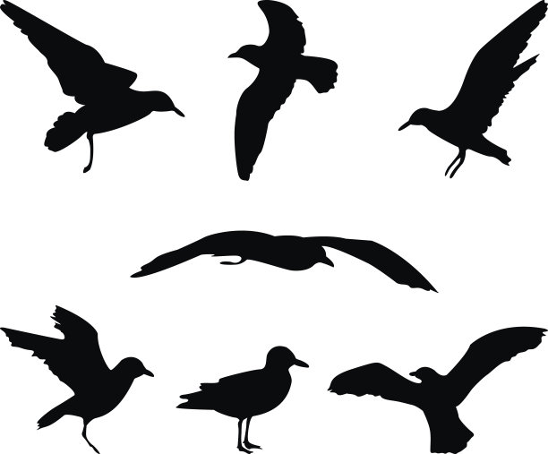 鸟的轮廓图片下载