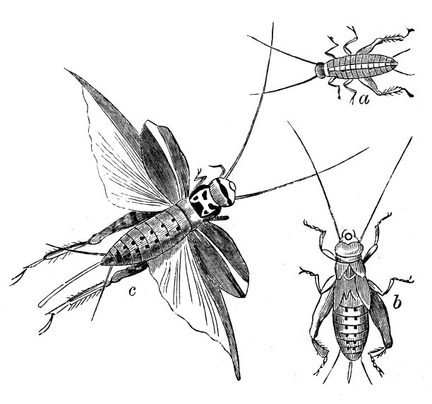 家蟋蟀(gryllus domesticus)的古董插图图片下载
