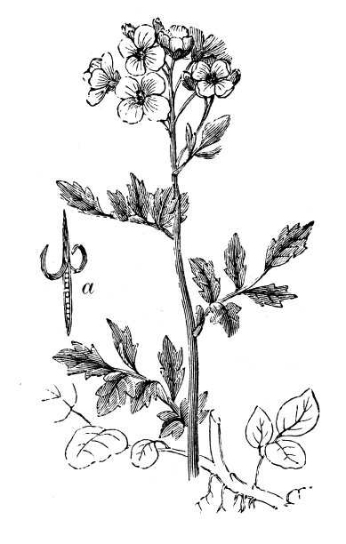 豆瓣菜古董插画素材图片