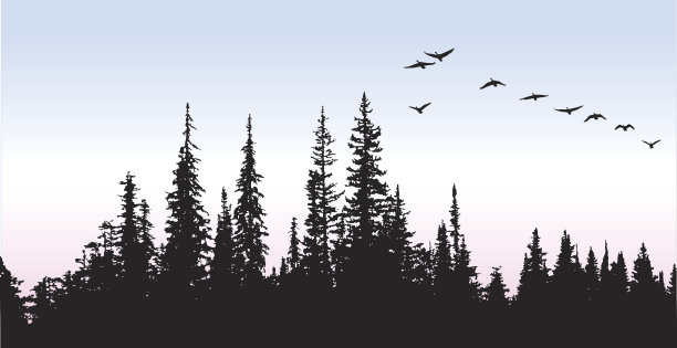 加拿大鹅在树上滑翔图片下载