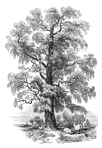 古色古香的相思画图片下载