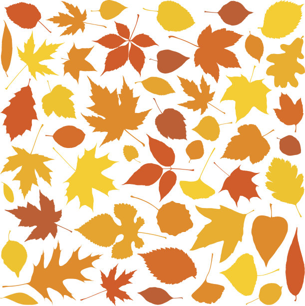 秋天的落叶素材图片