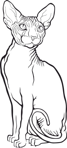 Sphynx猫。矢量插图。纹身风格。图片下载