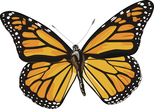 美丽的蝴蝶图片下载