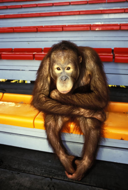 Oragutan看台上图片下载