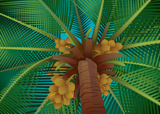 椰子树图片下载