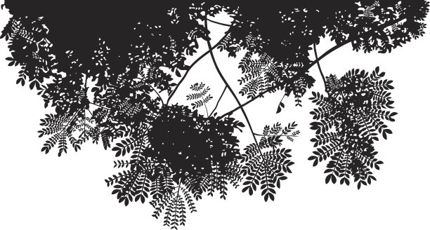 树的树冠图片下载