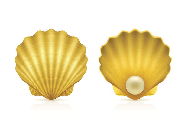 白色背景上的两个贝壳图片下载
