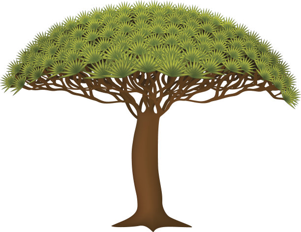 龙之树(朱砂龙)图片下载