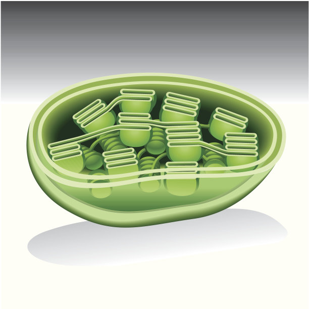 叶绿体图片下载