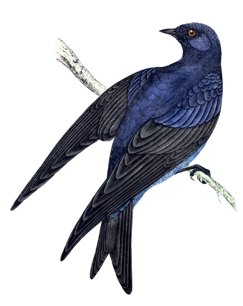 紫马丁-手彩色雕刻图片下载