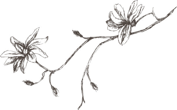 树枝上的花图片下载