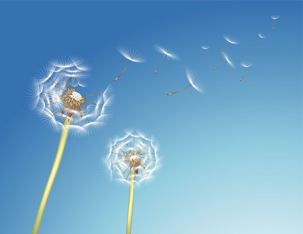 蒲公英图片下载