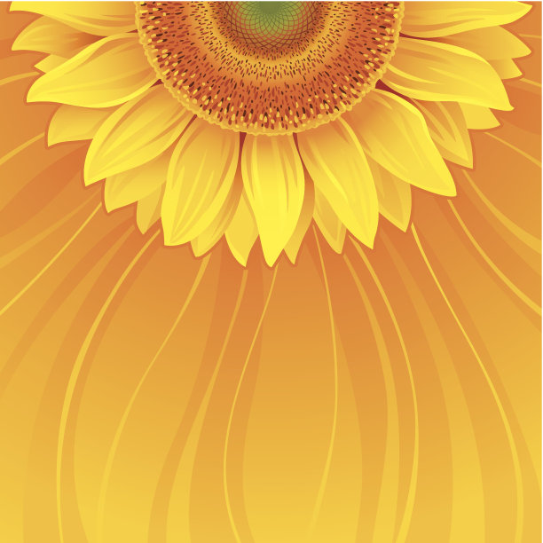 背景,向日葵图片下载