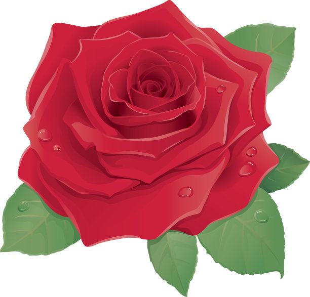 以白色为背景的红玫瑰图案图片下载