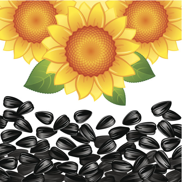 向日葵和种子图片下载