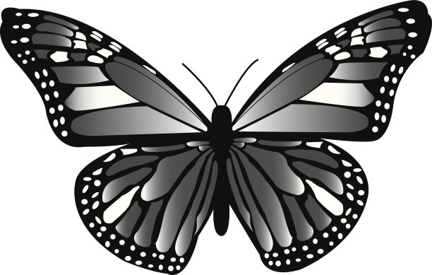 黑脉金斑蝶…飞…飞…飞图片下载