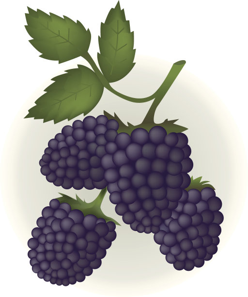 黑莓叶。图片下载