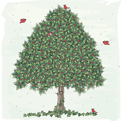 冬青树和常春藤图片下载