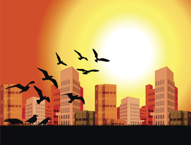 鸟类的飞行图片下载