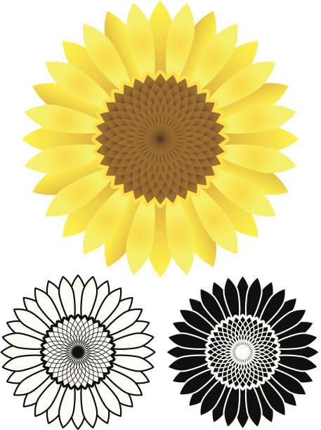 向日葵素材图片
