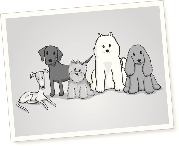 黑白狗的肖像图片下载