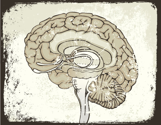 难看的东西大脑图片下载