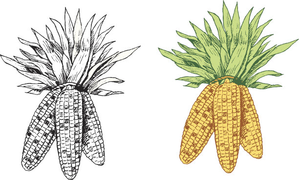 科布的玉米图片下载