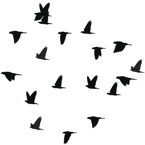 白鸽为他飞翔图片下载