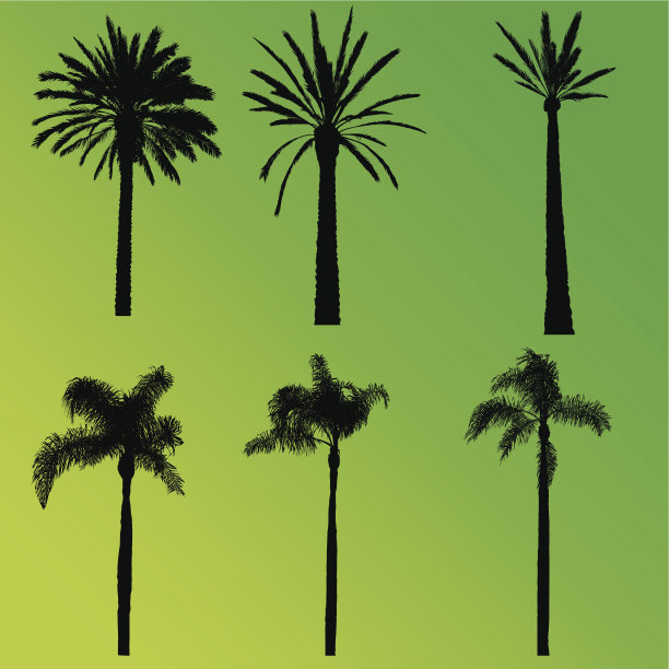 棕榈树集合图片下载