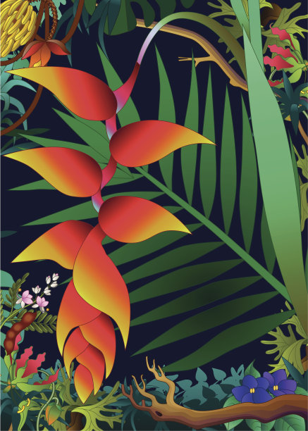 丛林中的Heliconia图片下载
