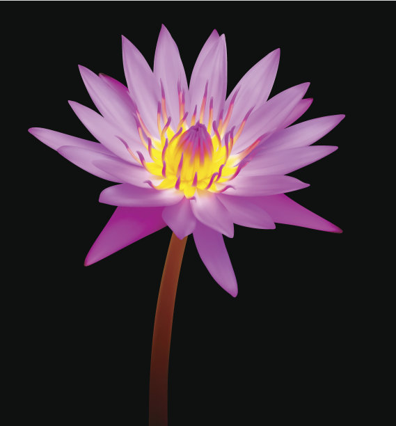 热带花开花图片下载