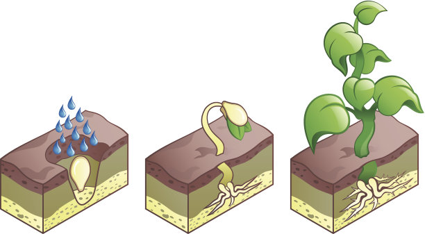 成长阶段图片下载