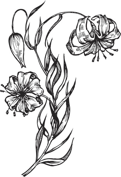 下垂的花图片下载