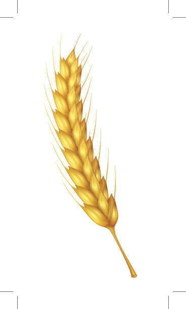 小麦图片下载