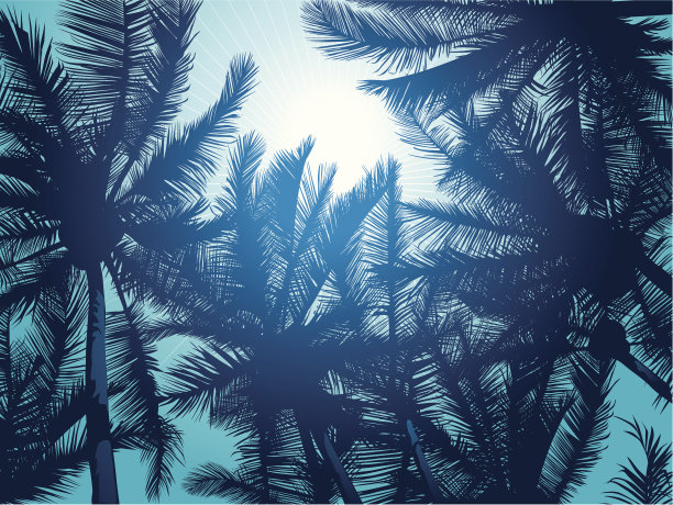 棕榈树图片下载