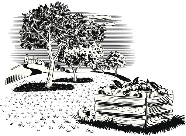 果园和苹果箱图片下载