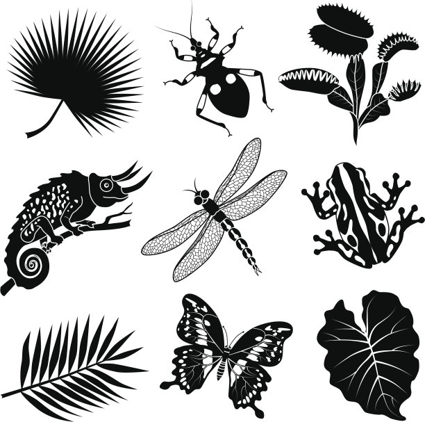 热带动植物图片下载