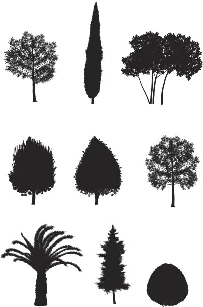 各种各样的树木图片下载