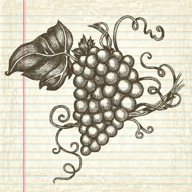 旧纸上手绘的葡萄图片下载