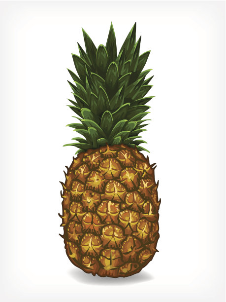 向量菠萝图片下载