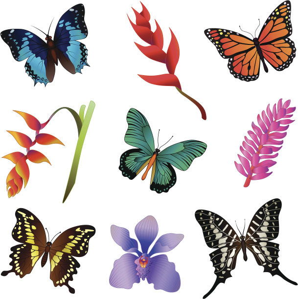 热带雨林花朵和蝴蝶图片下载