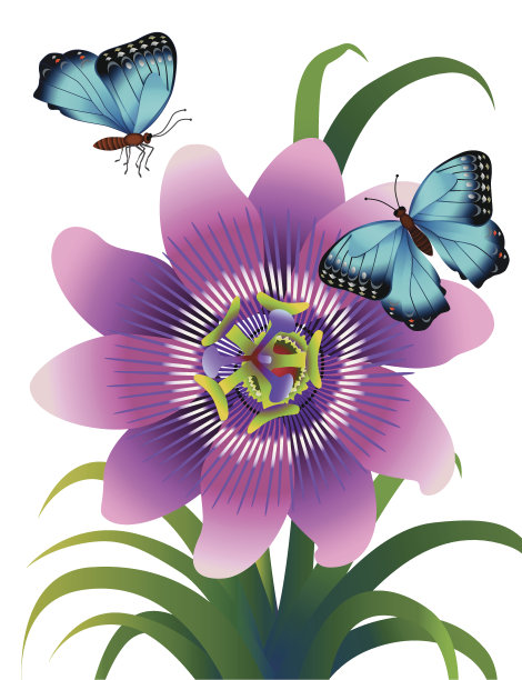 西番莲和大闪蝶图片下载