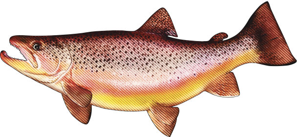 褐鳟鱼孤立在白色图片下载