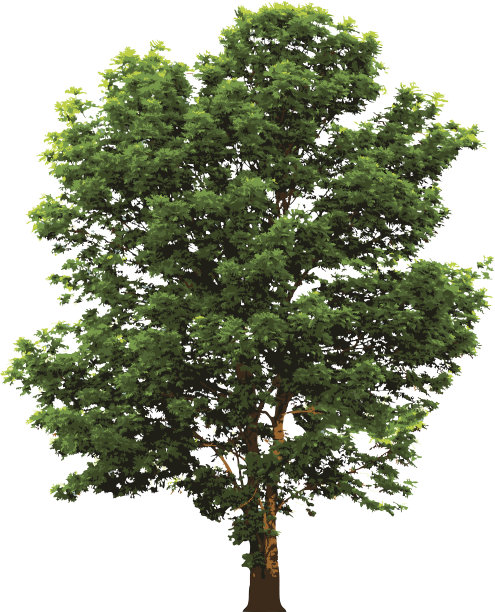 树与绿色叶子孤立在白色图片下载