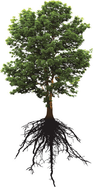 详细的绿树和它的错综复杂的根下面图片下载