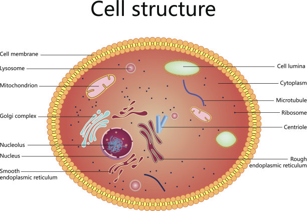 细胞结构图片下载