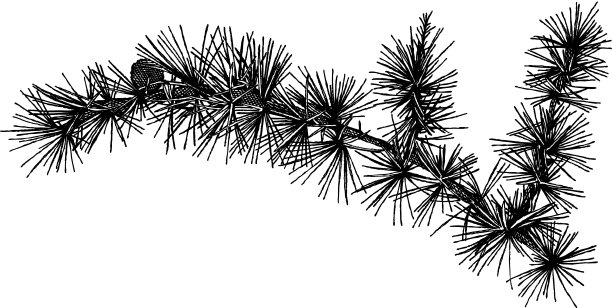 常青树图片下载